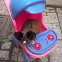 خرگوش مودب