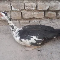 اردک