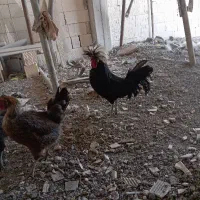 خوروس جوان لهستانی
