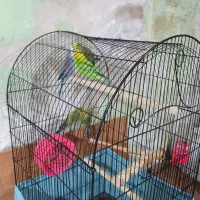 مرغ عشق|پرنده|مشهد, طلاب|دیوار