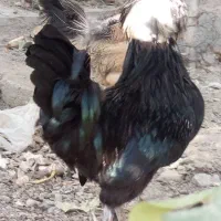 حیوانات
