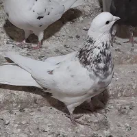 کفتر یا کبوتر پرشی رو بلندی|پرنده|قرچک, زیبا شهر|دیوار