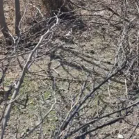 هرس‌کردن‌درخت|خدمات باغبانی و درختکاری|نیشابور, بنیاد شهید|دیوار