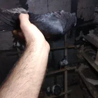 چند عدد کبوتر به دلیل نبود جفت|پرنده|میانه, |دیوار