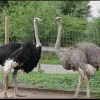 شراکت در پروژه پر سود پرورش صنعتی شتر مرغ