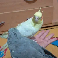 نرماده قناری و عروس هلندی آماده|پرنده|کرمان, |دیوار