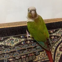 پرنده گرینچیک