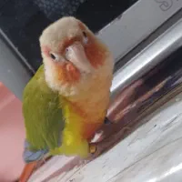 طوطی گرینچیک نر