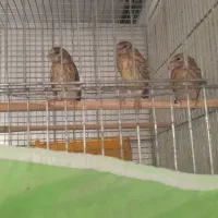 جوجه سیره قناری هرسه تاباهم تکی فروش نداریم