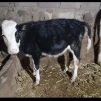 گاو آبستن شش ماه و دوتاگوساله ماده مناسب|حیوانات مزرعه|مشگین شهر, |دیوار