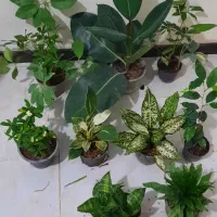 ۱۰ عدد گل فقط تا امشب