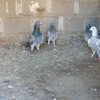 کبوتر|پرنده|دلند, |دیوار