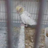 جوجه هلندی