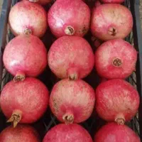 انار|حراج|کوهنانی, |دیوار