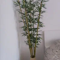 درختچه های بامبو وبنجامین