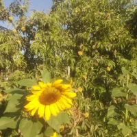 فروش باغ ۴۲۰۰ متر مربع