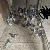 کفتر|پرنده|قم, تعویض پلاک|دیوار