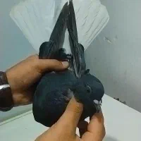 بازدید اهواز حمیدیه