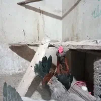 خروس گلین و برهما|حیوانات مزرعه|یزدان شهر, |دیوار