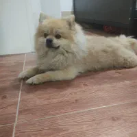 پامرین تمام خرسی