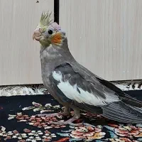 عروس هلندی جوجه تازه دانخور