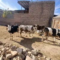 گاوه  شیر ده وتلیسه