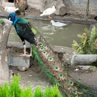 طاووس هندی ومصری|پرنده|محمودآباد, |دیوار