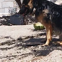 سگ ژرمن|سگ|اسکو, |دیوار