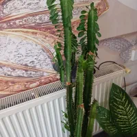 گل ،|گل و گیاه طبیعی|ایلام, |دیوار