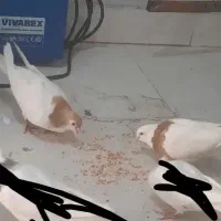 لچکی و طوقی معاوضه با گندم
