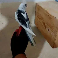 جفت رام مولت کارداده نرو ماده مولد ب شرط نطفه