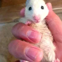 سه عدد همستر