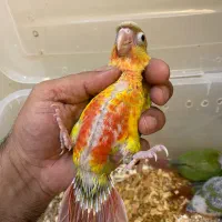 جوجه گرینچیک نرم خور و سرلاکی