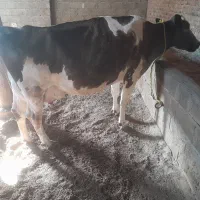 گاو شیری|حیوانات مزرعه|فیروزآباد (آذربایجان), |دیوار