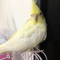 عروس هلندی|پرنده|رشت, جماران|دیوار