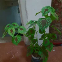 گل حسن یوسف