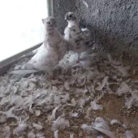 کبوتر فروشی|پرنده|شاهرود, |دیوار