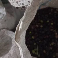 زیتون روغنی