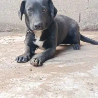 سگ نژاد لابرادور رتریور . واگذاری|سگ|تولم شهر, |دیوار