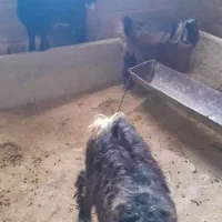 بزغاله پروار