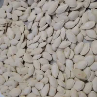 تخمه کدو گوشتی|عمدهفروشی|بهمن صغاد, |دیوار