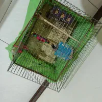 پرنده|پرنده|فردیس, قریشی|دیوار