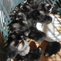 جوجه امرک آمریکایی