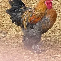 خروس برهما دو عدد|حیوانات مزرعه|جوادآباد, |دیوار