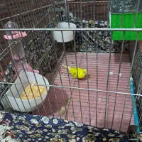 یک جفت مرغ عشق فروش و معاوضه|پرنده|اردبیل, |دیوار