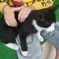 گربه دستی|گربه|گنبد کاووس, |دیوار