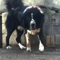 سگ قدرجونی|سگ|ساری, |دیوار