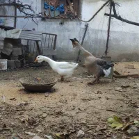 قو غاز و مرغ محلی