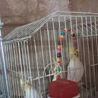 عروس هلندی آلبینو، لوتینو،مروهریدی،آهویی