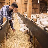 کارگر دامداری